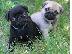 PoulaTo: Παγκ - Pug